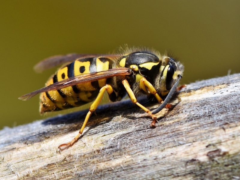 Comment enlever un nid de guêpes ?