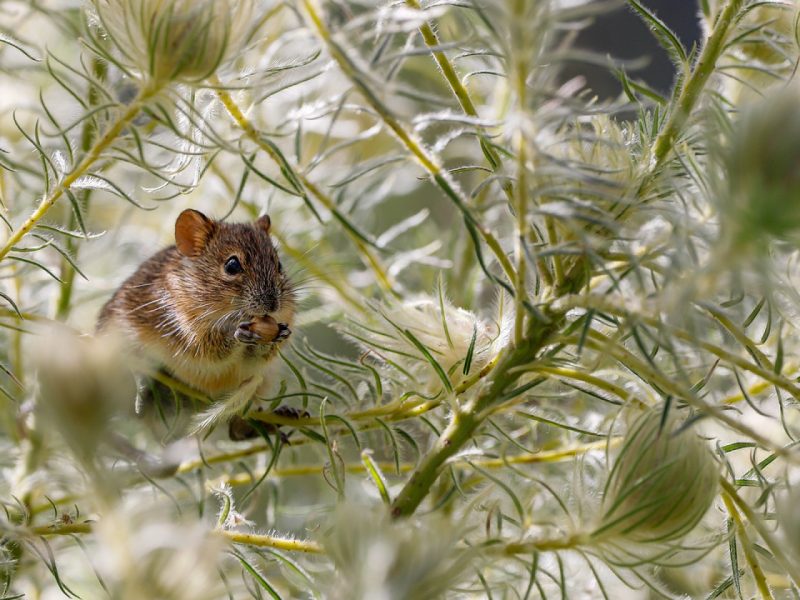 Des professionnels s’occupent de chasser les rats de votre quotidien