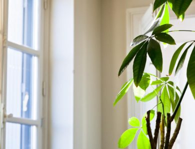 L’impact des fenêtres sur l’éclairage naturel de votre intérieur