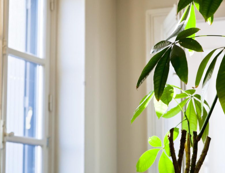 L’impact des fenêtres sur l’éclairage naturel de votre intérieur